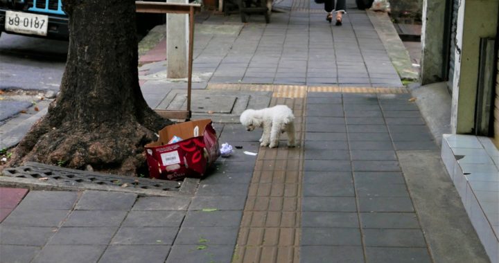pies na ulicy Bangkoku