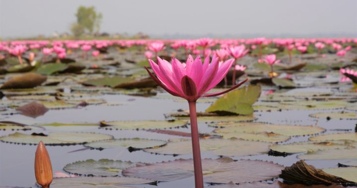 red lotus lake